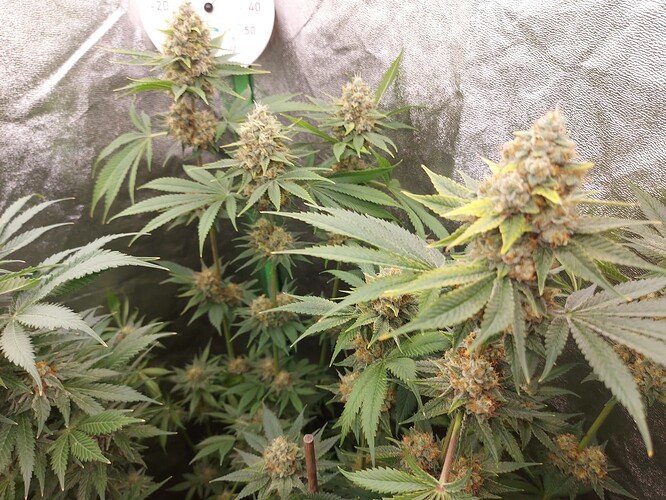 Growreport Bild 14