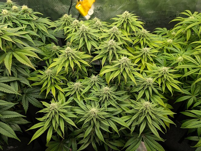 Growreport Bild 8