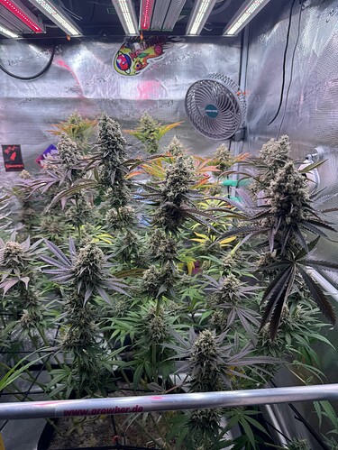 Growreport Bild 45