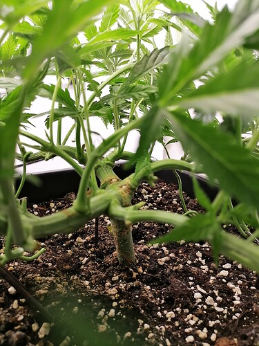 Growreport Bild 8