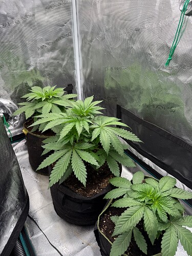 Growreport Bild 1