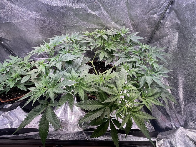 Growreport Bild 11