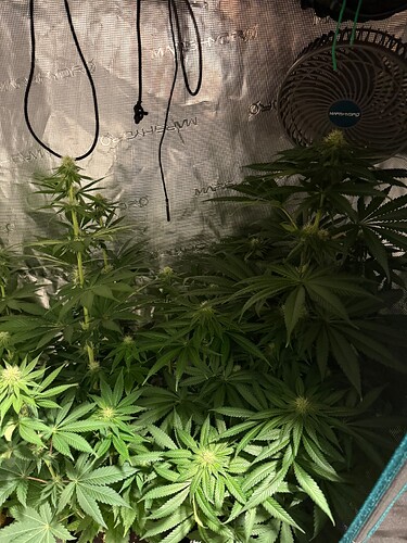 Growreport Bild 3