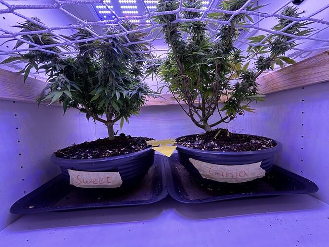 Zwei Cannabis-Pflanzen in Töpfen unter einem Scrog-Netz in einem Grow-Schrank.