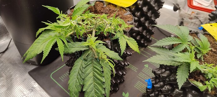 IMG_20250929_103101256