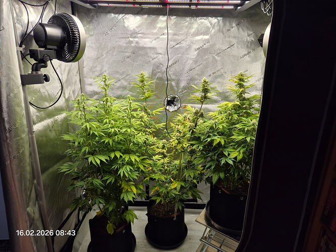 Drei Cannabis-Pflanzen in einem Growzelt unter einer LED-Beleuchtung, mit Ventilatoren an den Seiten.