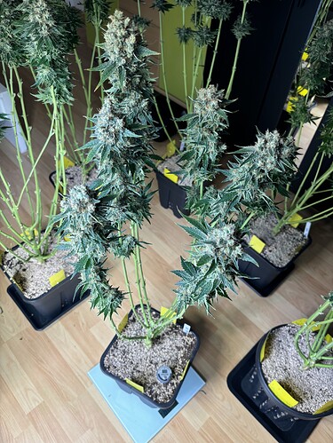 Growreport Bild 61