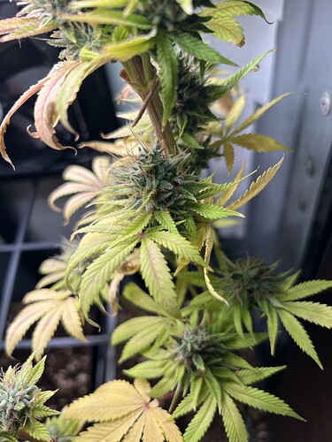 Growreport Bild 6