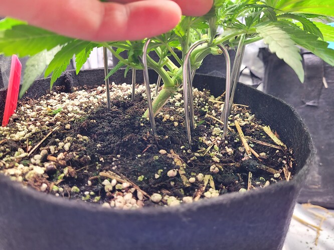 Growreport Bild 7