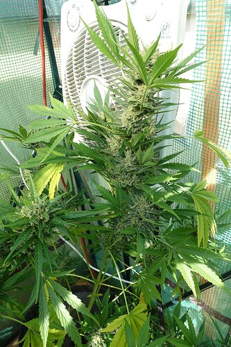 Growreport Bild 4
