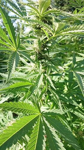 Growreport Bild 86