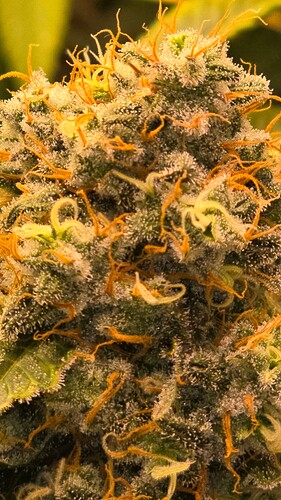 Growreport Bild 10