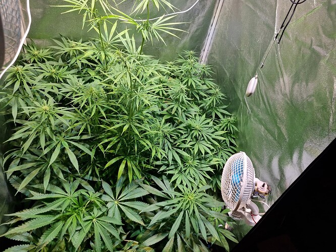 Mehrere Cannabis-Pflanzen in einem Zelt, eine davon mit Anzeichen von Blüte, und ein Ventilator im Vordergrund.