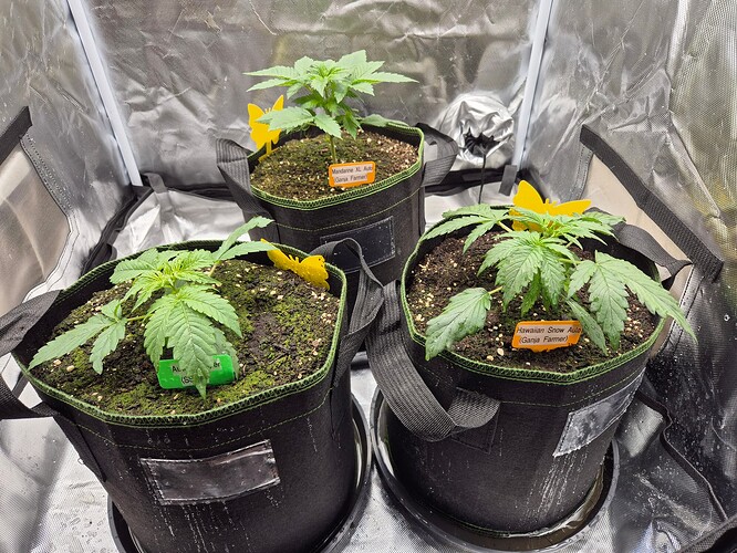 Growreport Bild 5