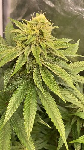 WhatsApp Image 2024-12-19 at 10.41.40 (1)