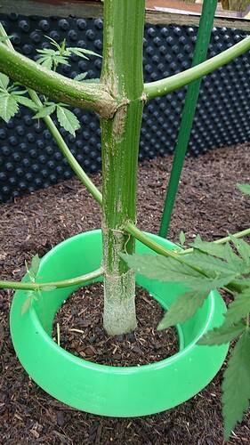 Growreport Bild 36