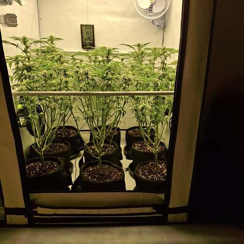 474473459_122164881020293599_3069798686214716949_n