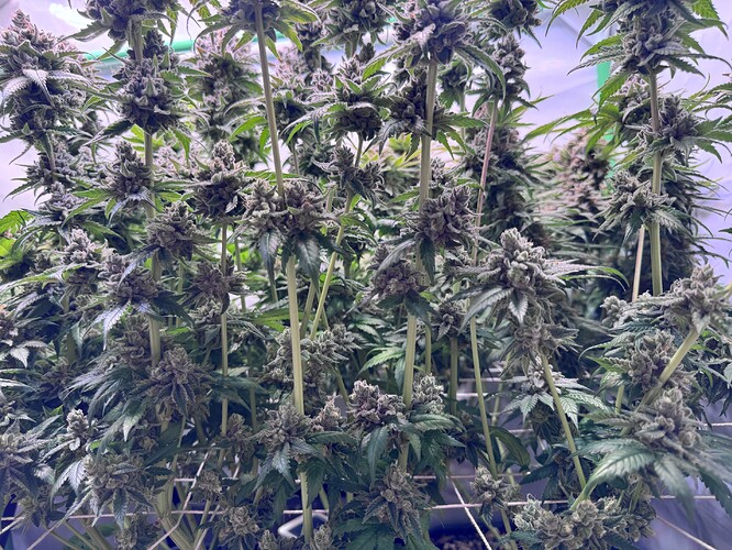Growreport Bild 42