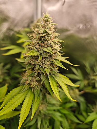 Growreport Bild 19
