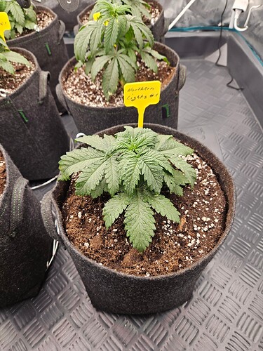 Growreport Bild 11