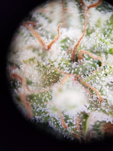 Growreport Bild 5