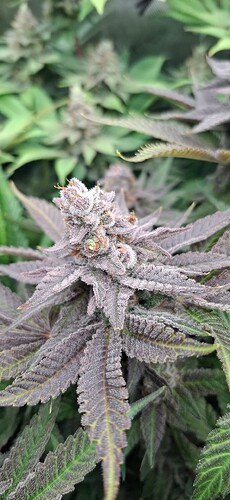 Growreport Bild 12