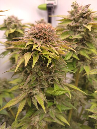 Growreport Bild 52