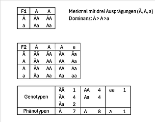 Punnett_3Allele