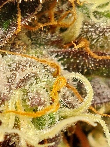 Growreport Bild 6