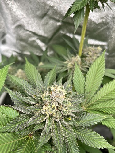 Growreport Bild 7