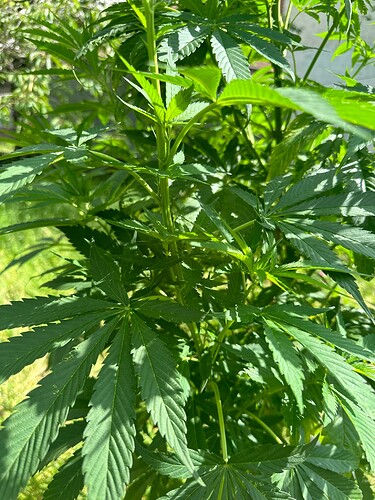 Growreport Bild 6