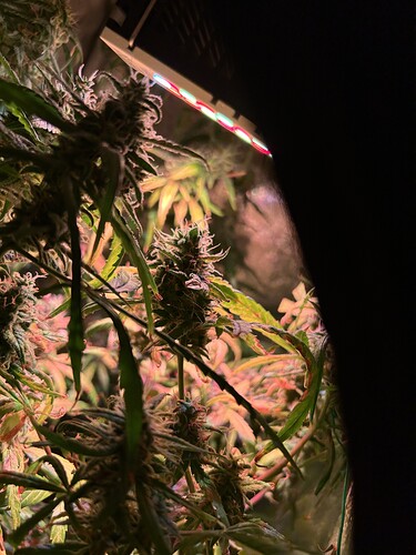 Growreport Bild 7