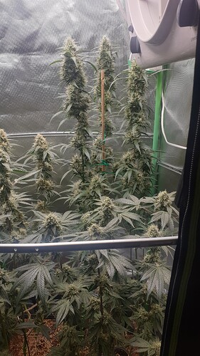 Growreport Bild 3