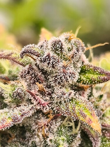 Growreport Bild 7