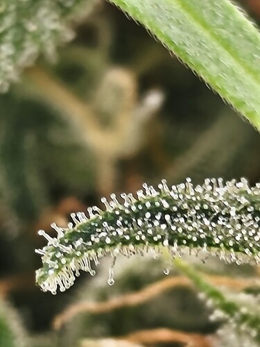 Growreport Bild 3