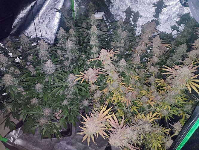 Growreport Bild 51