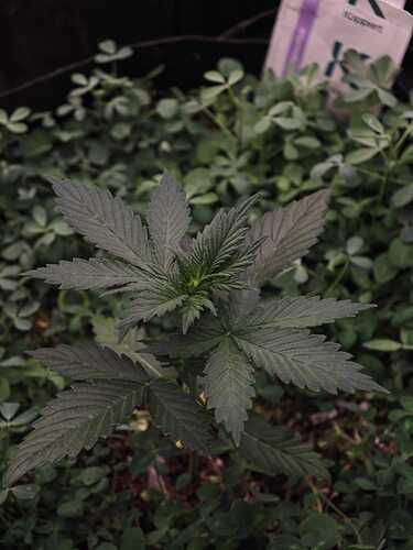 Growreport Bild 2