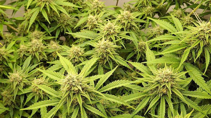 Growreport Bild 301