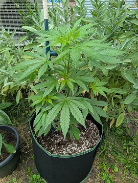 PXL_20250706_053206548