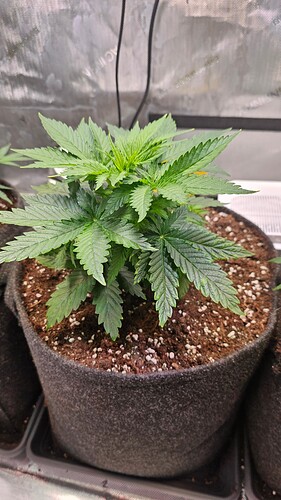 Growreport Bild 20
