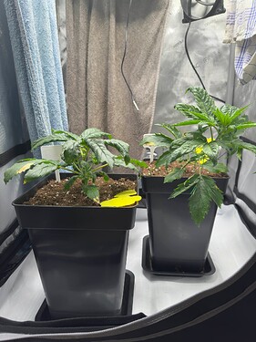Growreport Bild 25