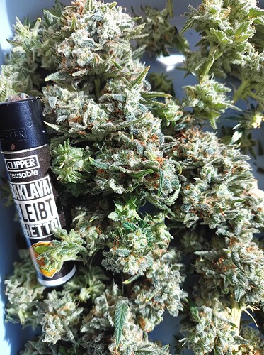 Growreport Bild 23
