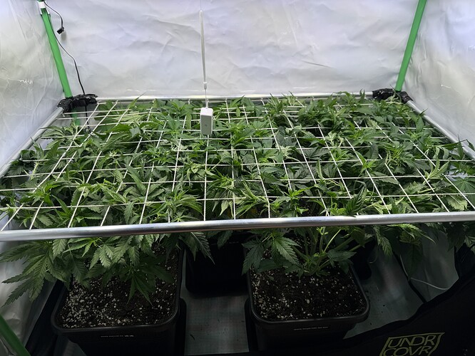 Growreport Bild 2
