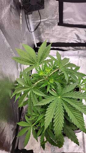 Growreport Bild 43