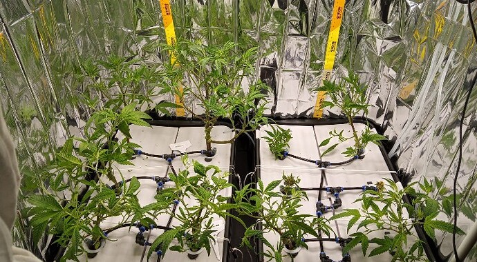 Screenshot_20250330_155129