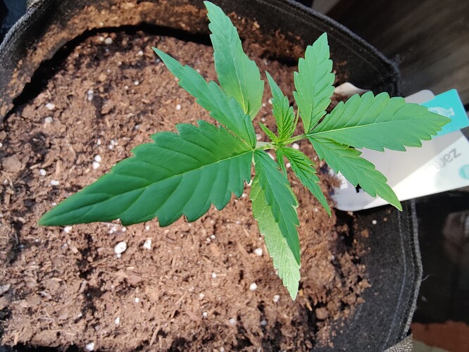 Growreport Bild 5