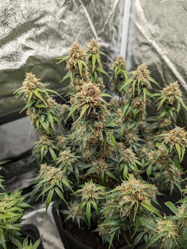 Growreport Bild 10