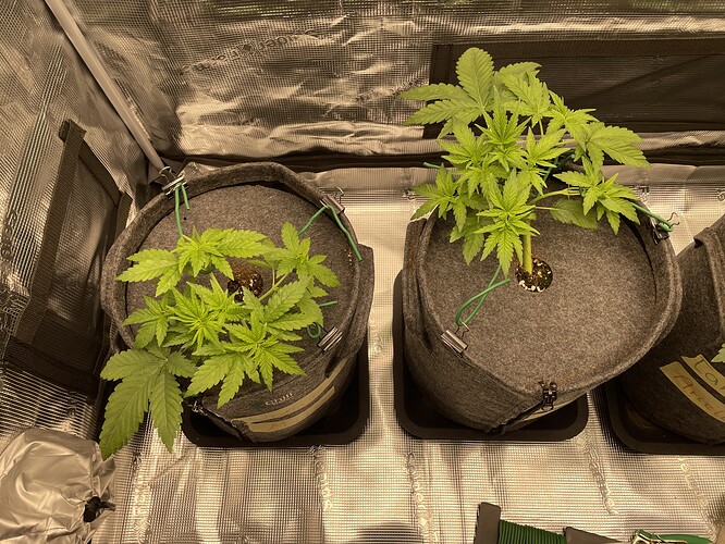 Zwei junge Cannabispflanzen in Vlies-Töpfen, die sich im Wachstum befinden und mit Draht geformt werden.