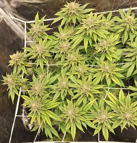 Growreport Bild 15