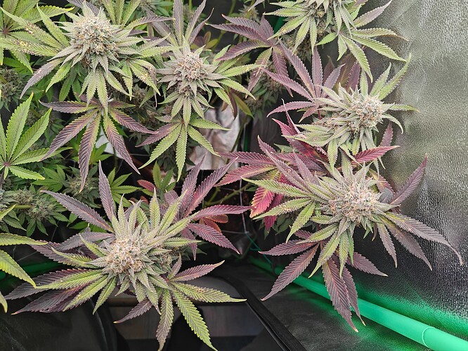 Growreport Bild 9